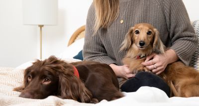 Survey finds dog owners less depressed during COVID-19 pandemic