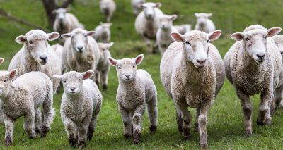 New sheep flock tool to help improve vet-farmer engagement