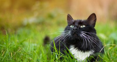 Cats Protection encourages eco-friendly cat ownership