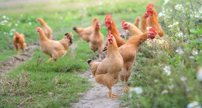 Poultry housing measures set to end