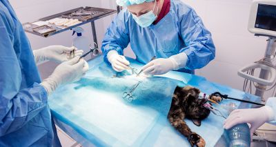 Partnership to offer students neutering learning opportunities