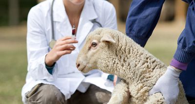 Sheep Vet Society announces upcoming conference programme