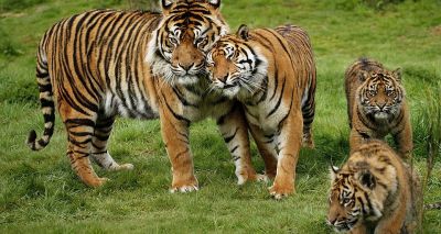 Three endangered Sumatran tigers found dead