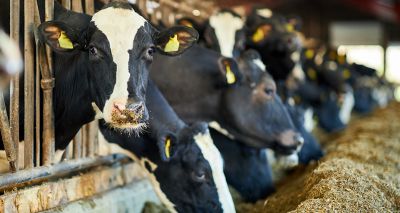 Free webinar on hypocalcaemia in dairy cattle