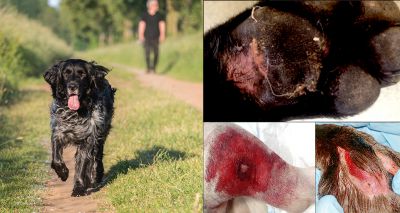 Two more cases of Alabama Rot confirmed in UK