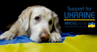 Support for Ukraine: Bringing pets