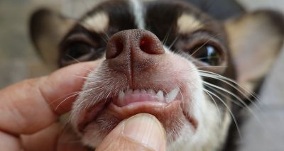 Census on puppy teeth launched