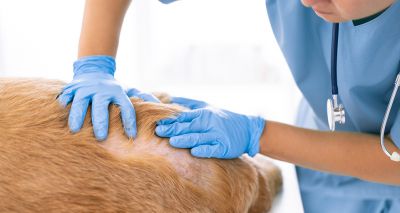 Cortisol in shelter dog hair confirms high stress