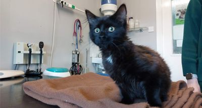 Kitten trapped in car engine given life-saving treatment