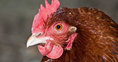 Further avian flu cases confirmed