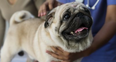 Pug no longer 'typical dog' from a health perspective