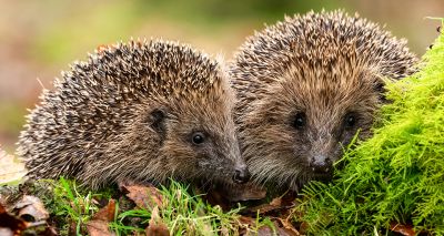 Hedgehogs to benefit from new BSAVA collection