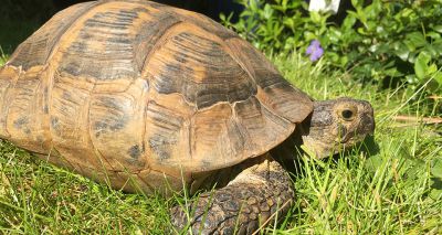Study examines risk factors to tortoises during brumation