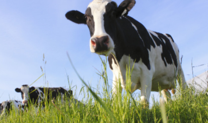 Webinar series to explore fertility solutions for dairy farming