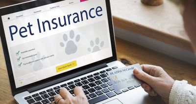 New record of pet insurance claims in 2021