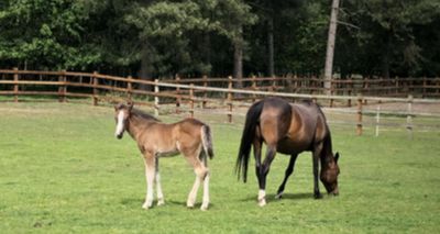 Royal Redwings foal enjoys first frolic