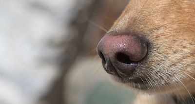 Scent dogs can detect coronavirus on human skin swabs - study