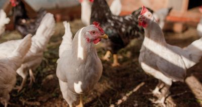 Avian flu confirmed in Nottinghamshire