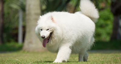 Vets urge owners to rethink dog walks in hot weather