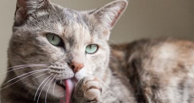 Cats Protection announces 2022 behaviour conference