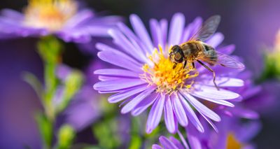 New app to help reverse decline in pollinators