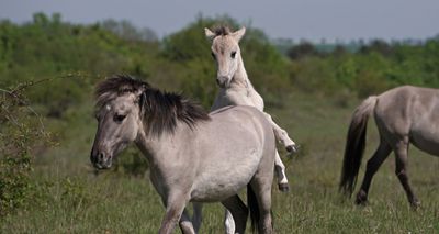 Nature reserve welcomes konik pony foals