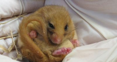 Dormice receive final checks before reintroduction to wild