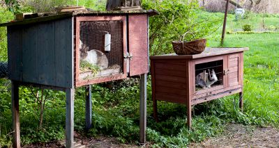 Rabbit hutch petition reaches 100,000 signatures