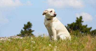 More pets go missing during summer, data reveals