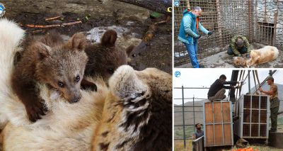 Great Bear Rescue celebrates largest rescue in Armenia