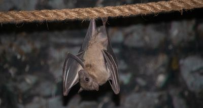 Bat study reveals influences on brain organisation