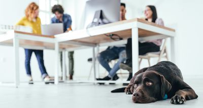 Majority of workforce support dog-friendly policies - study