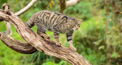 Saving Wildcats celebrates two more litters