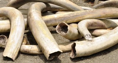 UK bans elephant ivory trade