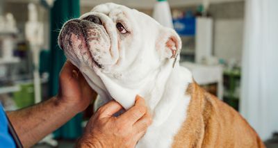 English bulldogs twice as likely to suffer health issues