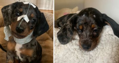 Dachshund has face repaired after bad attack