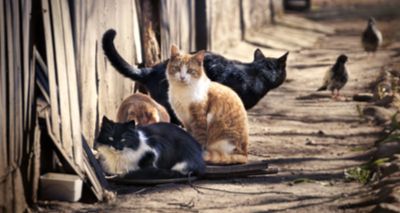 iCatCare releases guidance on unowned cats and decision-making