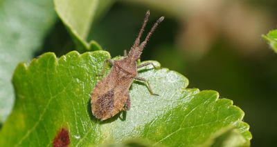 New insect recorded in Shropshire