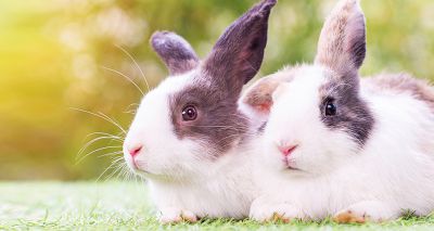 Vets urged to support Rabbit Awareness Week