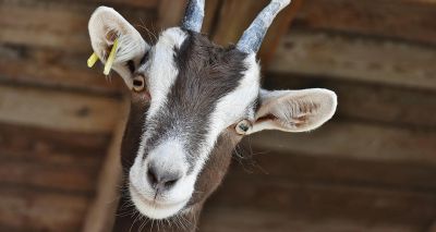 DIVA test discovered to detect Johne's disease in goats