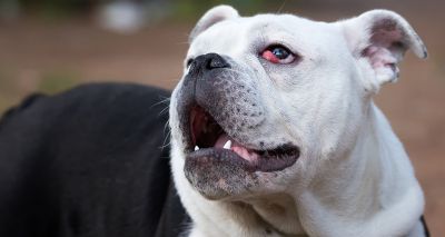 BrAVO warning over excision of bulldogs' tear glands