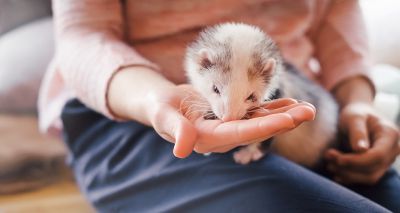 Scottish SPCA appeals to public after ferret influx