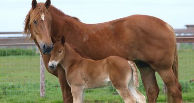 Jimmy's farm welcomes rare Suffolk Punch foals