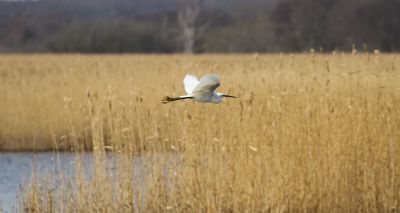 Avian flu outbreak at RSPB Minsmere