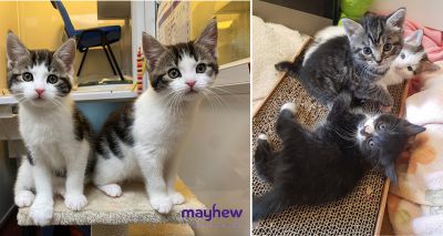 Mayhew urgently appeals for foster carers