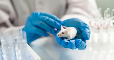 Government urged to phase out animal experiments