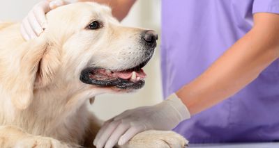 Study identifies accuracy of canine portable blood glucose monitors