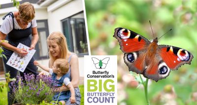 Public urged to take part in Big Butterfly Count