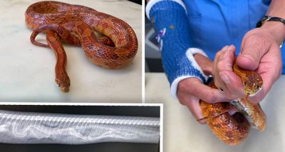 RSPCA issues heatwave warning over snake escape artists