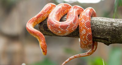 Study identifies potential welfare concerns for pet snakes